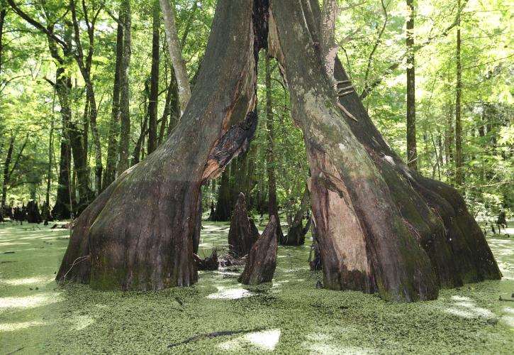 Withlacoochee State Trail