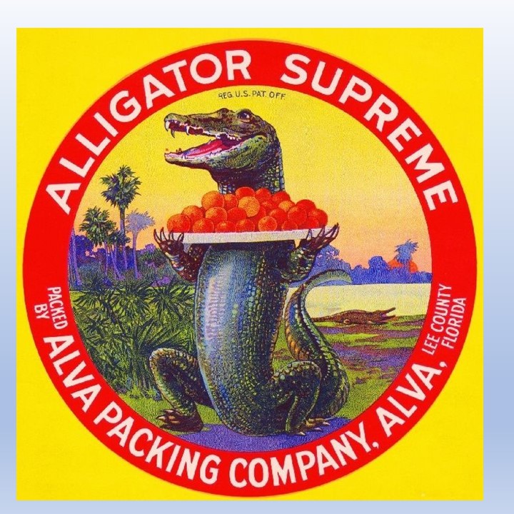Zz Alligator Supreme Zz Alligator Supreme