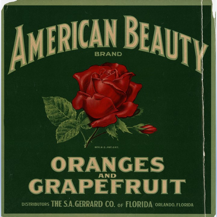 Zz American Beauty Zz American Beauty