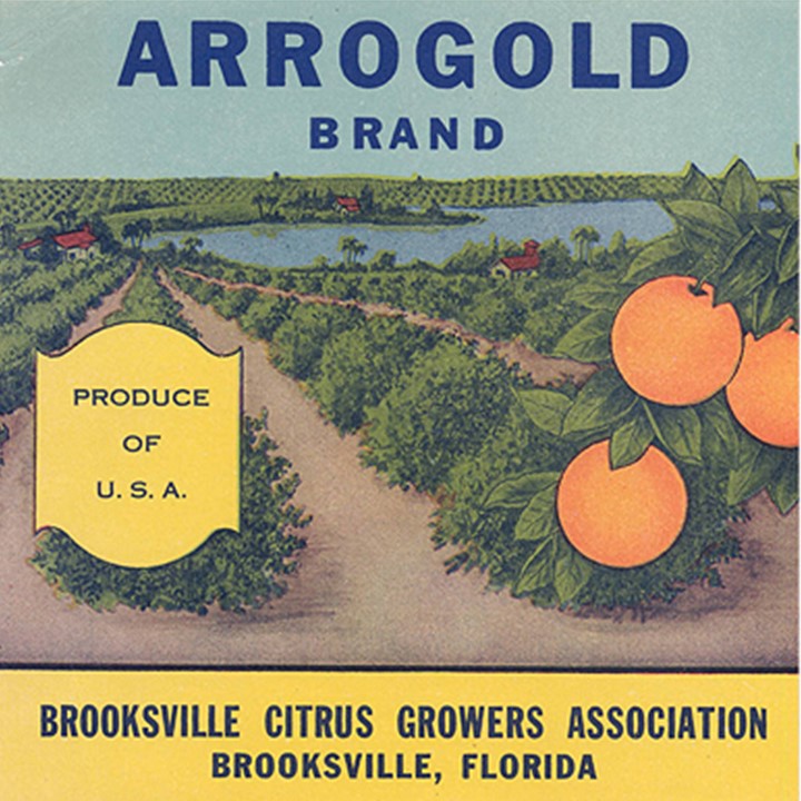 Zz Arrogold Zz Arrogold