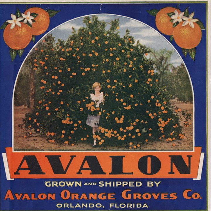 Zz Avalon 2 Zz Avalon 2