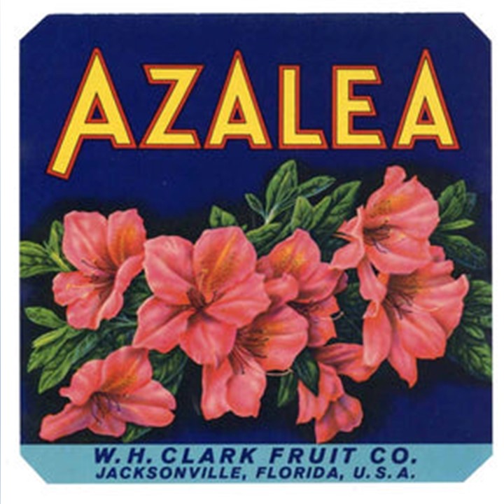 Zz Azalea Zz Azalea