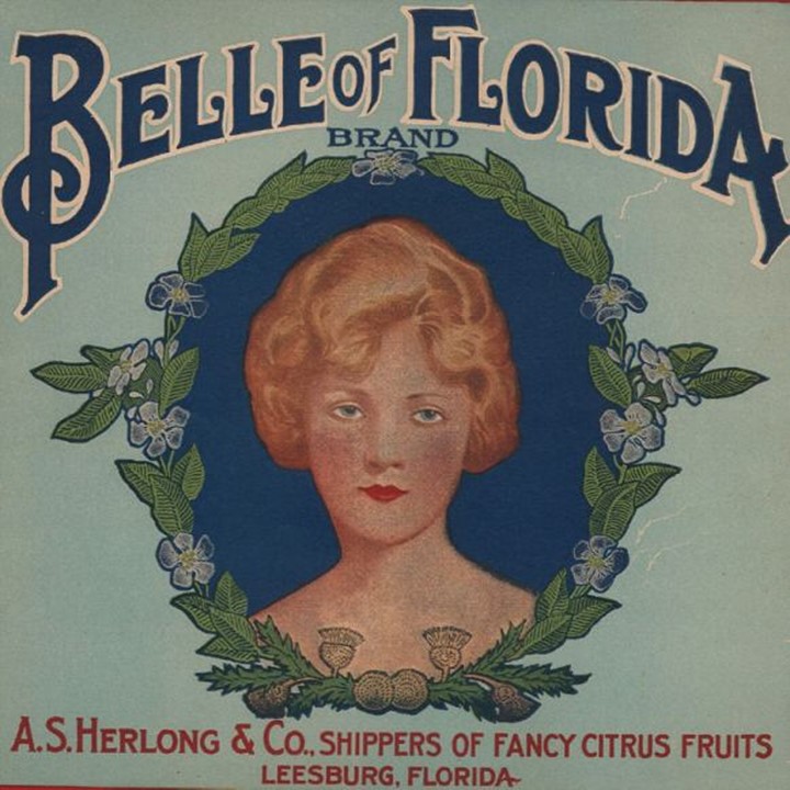 Zz Belle of Florida