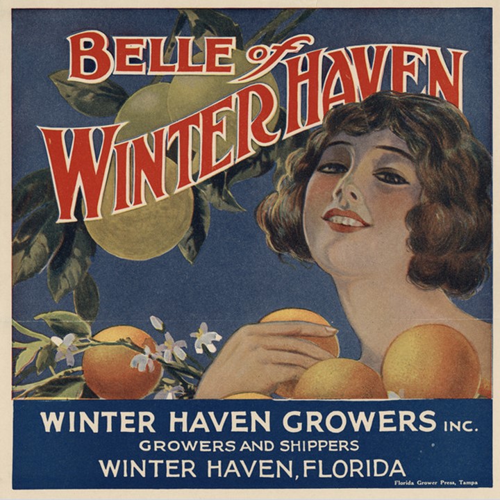 Zz Belle of Winter Haven