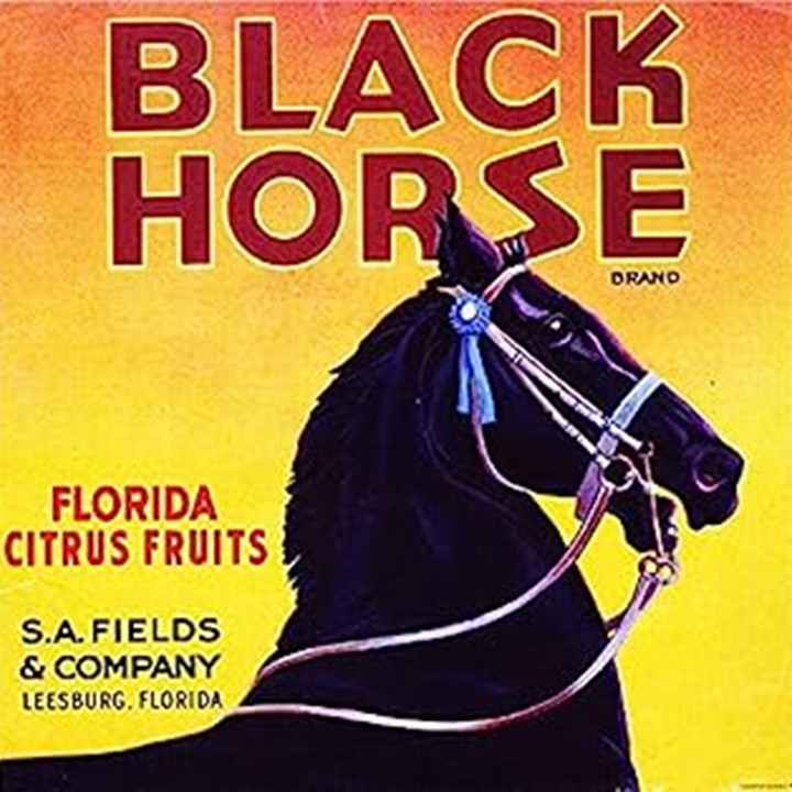 Zz Black Horse