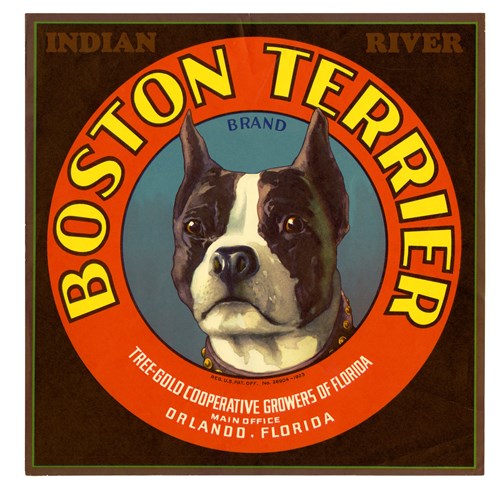 Boston Terrier Boston Terrier