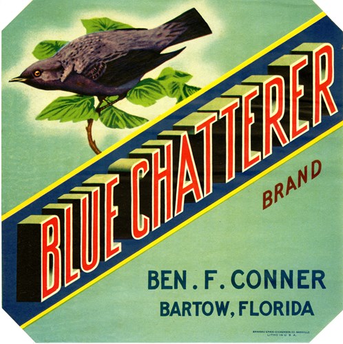 Blue Chatterer Blue Chatterer