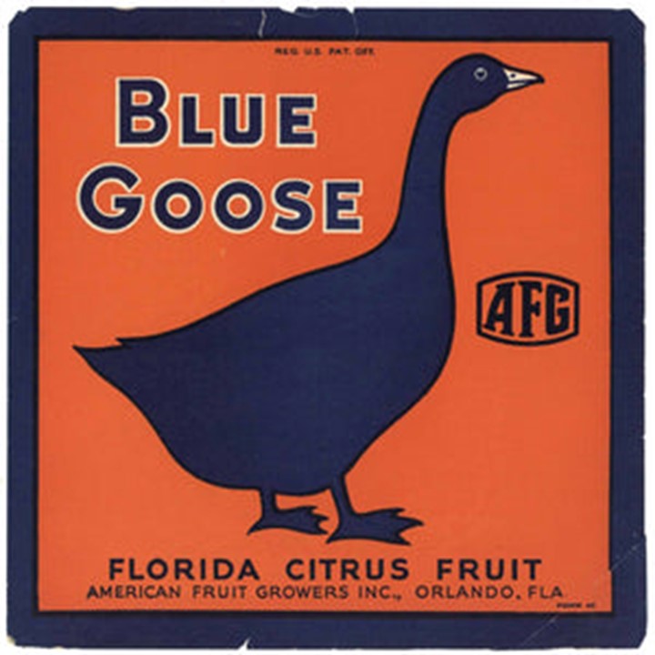 Blue Goose