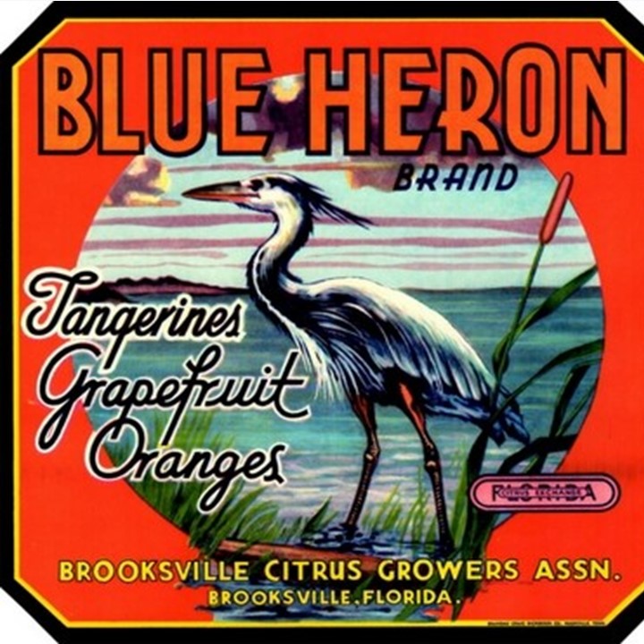 Blue Heron