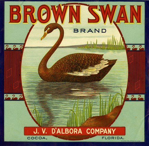 Brown Swan Brown Swan