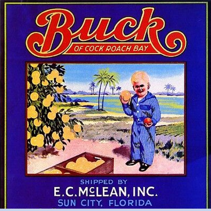 Buck of Cockroach Bay