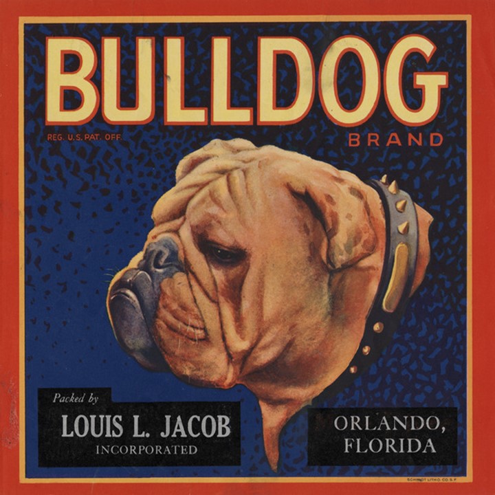 Bulldog