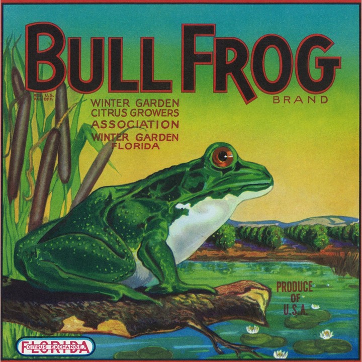Bullfrog