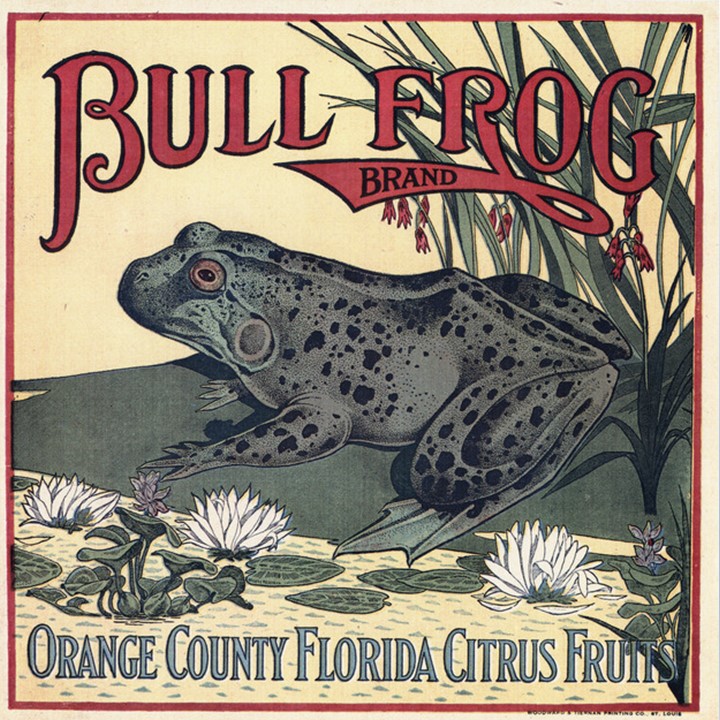 Bullfrog2
