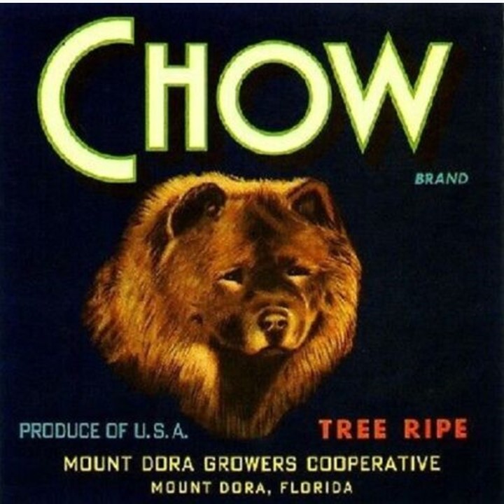 Chow Chow