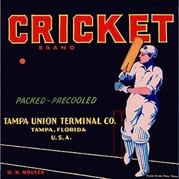 Cricket Cricket