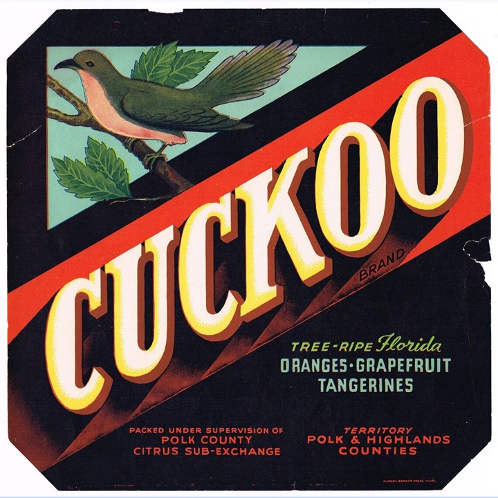 Cuckoo Cuckoo
