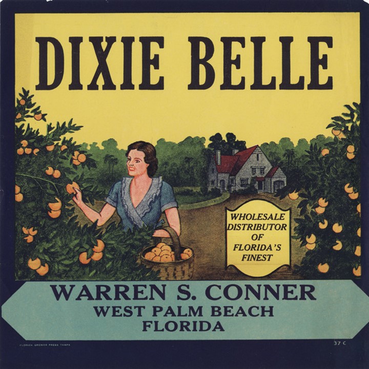 Dixie Belle
