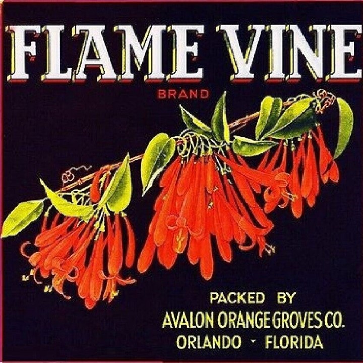 Flamevine