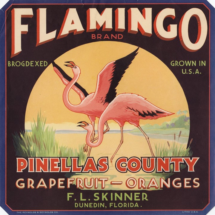 Flamingo