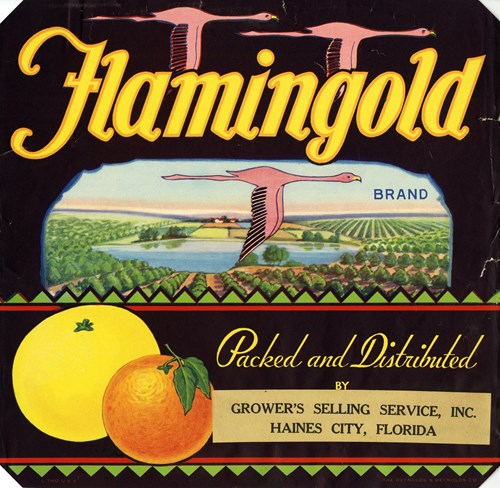 Flamingold Flamingold
