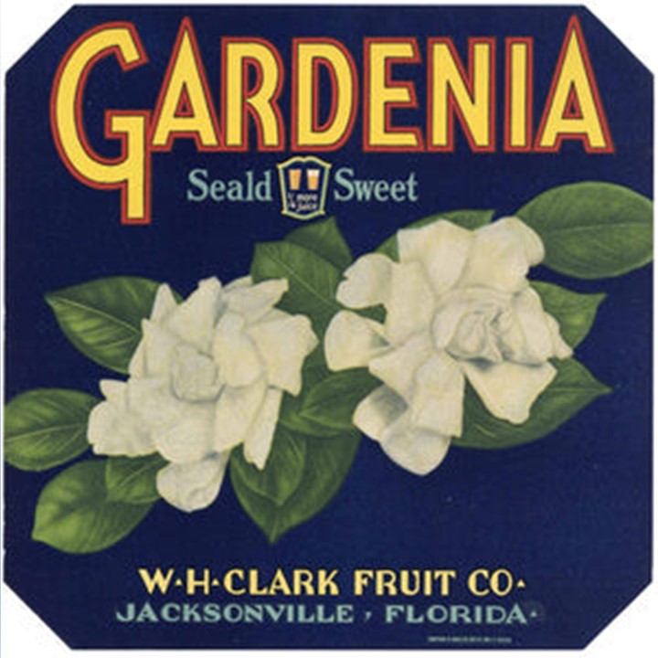 Gardenia Gardenia