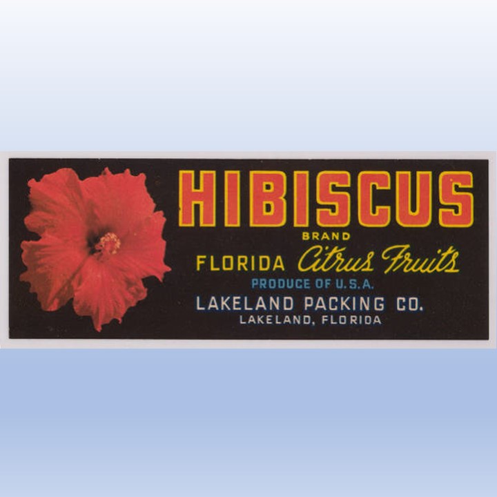 Hibiscus Hibiscus