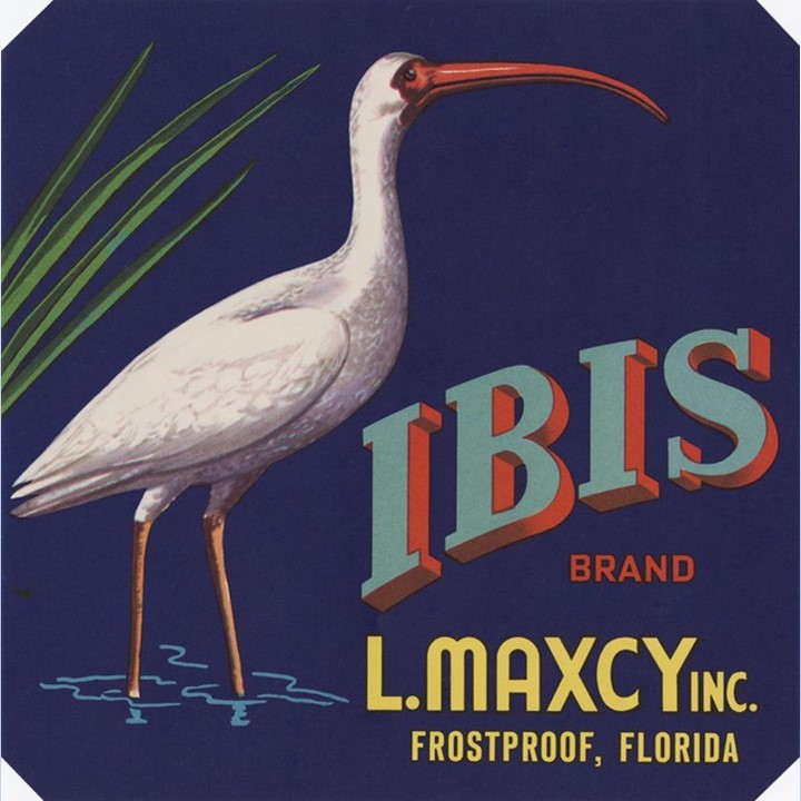 Ibis