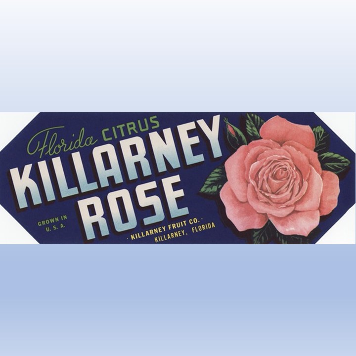 Killarney Rose Killarney Rose