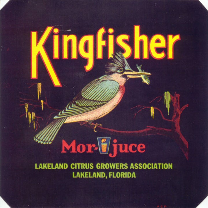 Kingfisher Kingfisher