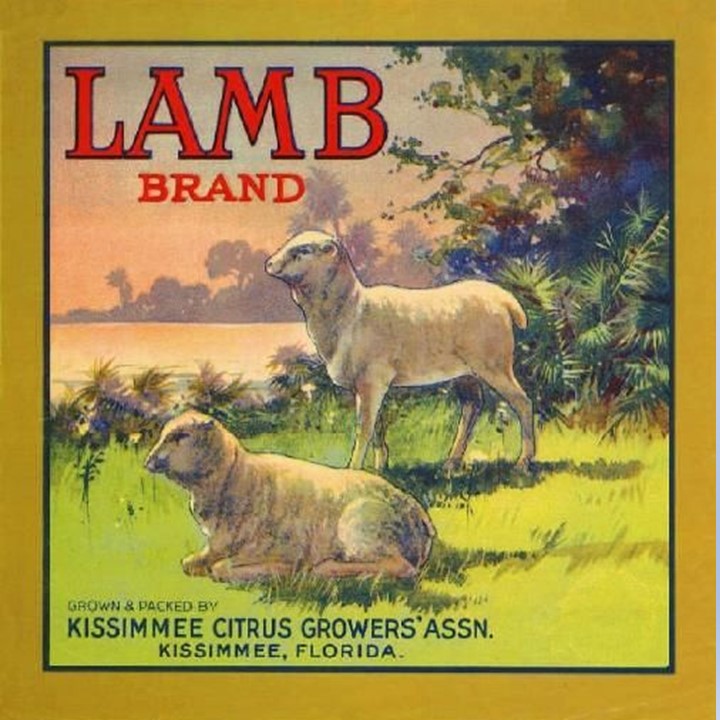 Lamb