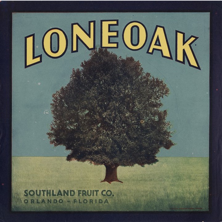 Lone Oak