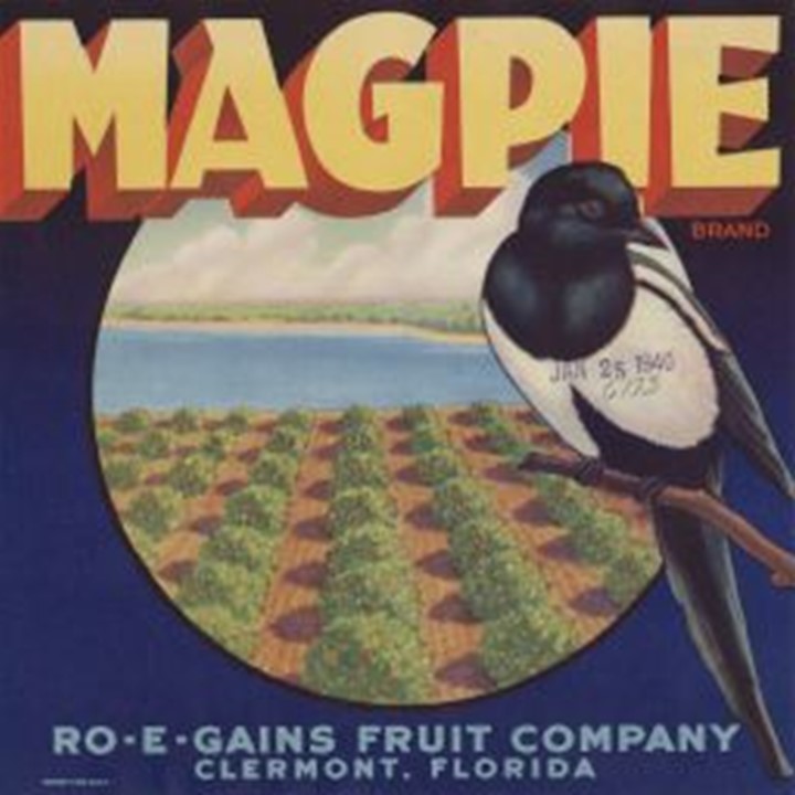 Magpie Magpie