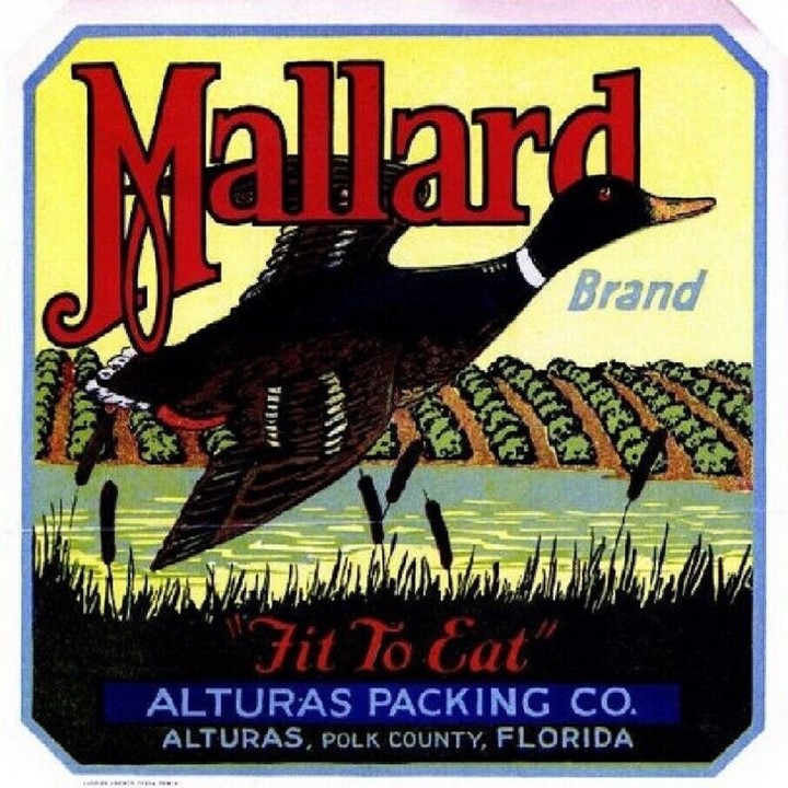 Mallard Mallard