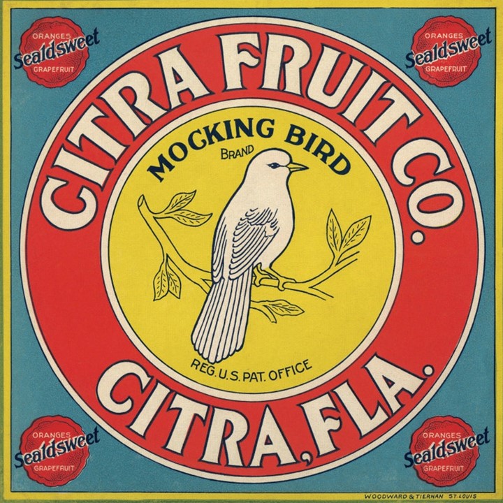 Mocking Bird2 Mocking Bird2