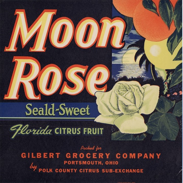Moon Rose Moon Rose