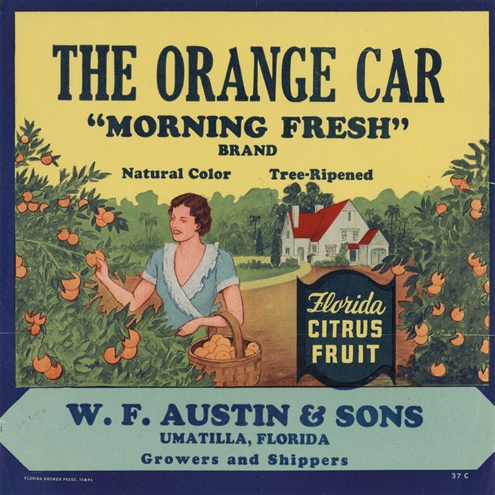 Morning Fresh Morning Fresh