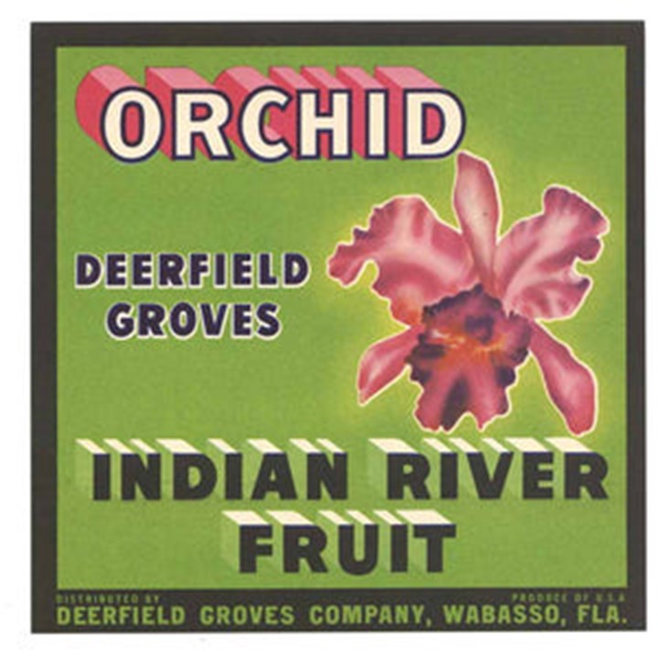 Orchid