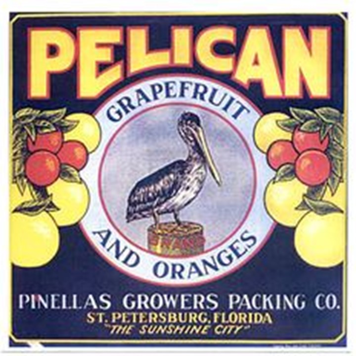 Pelican Pelican