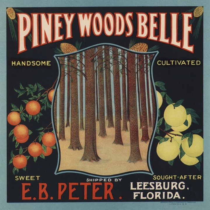 PIney Woods Belle PIney Woods Belle