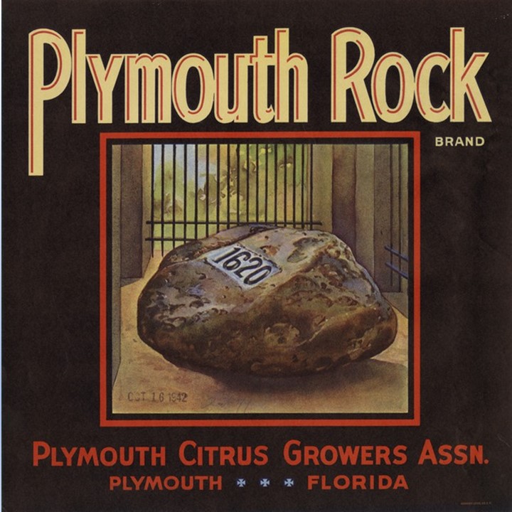 Plymouth Rock Plymouth Rock