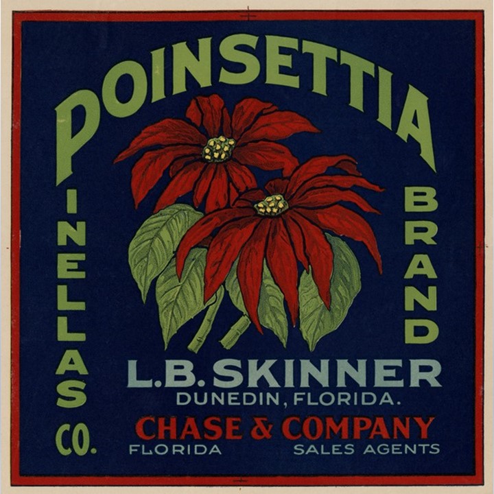 Poinsettia Poinsettia