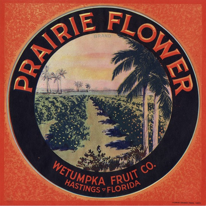 Prairie Flower2 Prairie Flower2