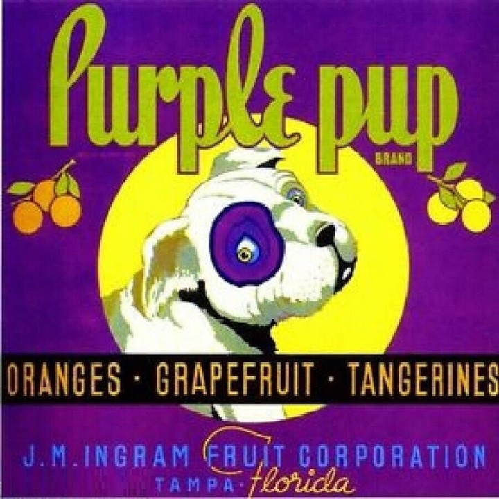 Purple Pup Purple Pup