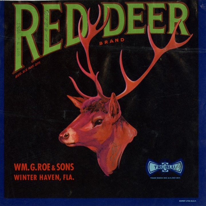 Red Deer