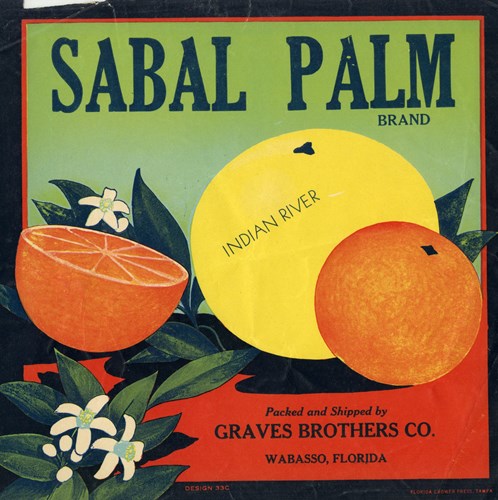 Sabal Palm