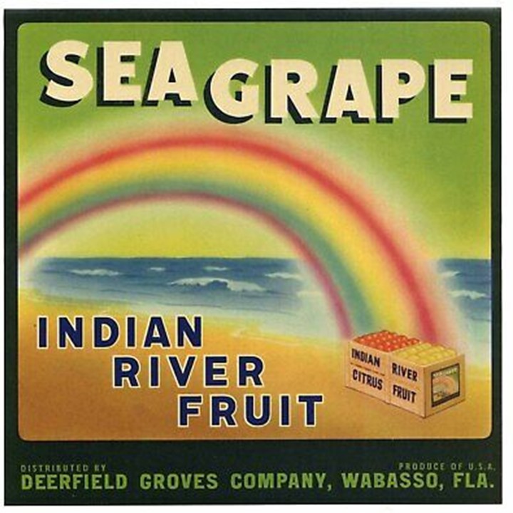Sea Grape