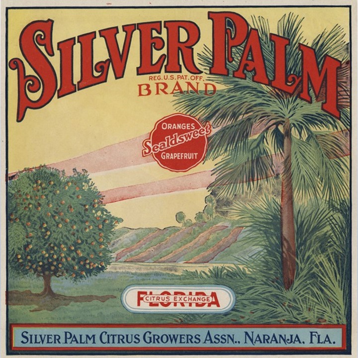 Silver Palm