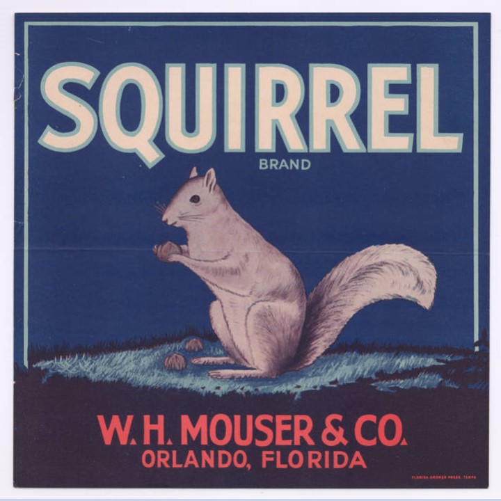 Squirrel