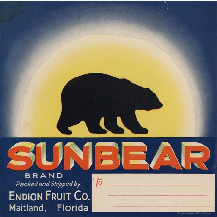 Sun Bear2